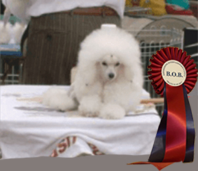 campionessa barbone toy