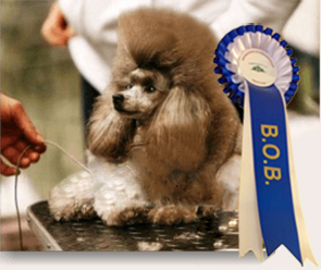 cindy campionessa barbone toy allevamento